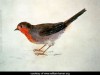 robin-from-the-farnley-book-of-birds-